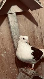 Iraanse Duiven, Dieren en Toebehoren, Vogels | Duiven