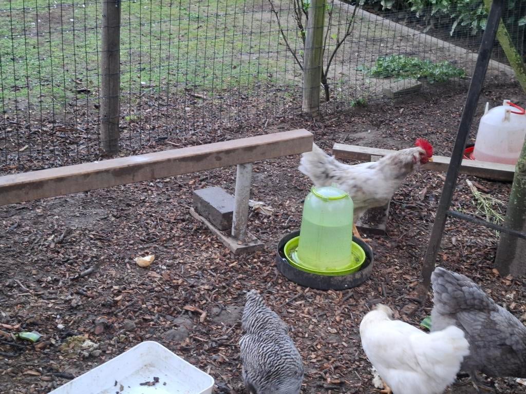 Verschillende hanen zoeken een nieuwe thuis, Dieren en Toebehoren