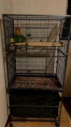 Supertam dubbele geelkop Amazone (Oratrix) met kooi, Papegaai, Pratend