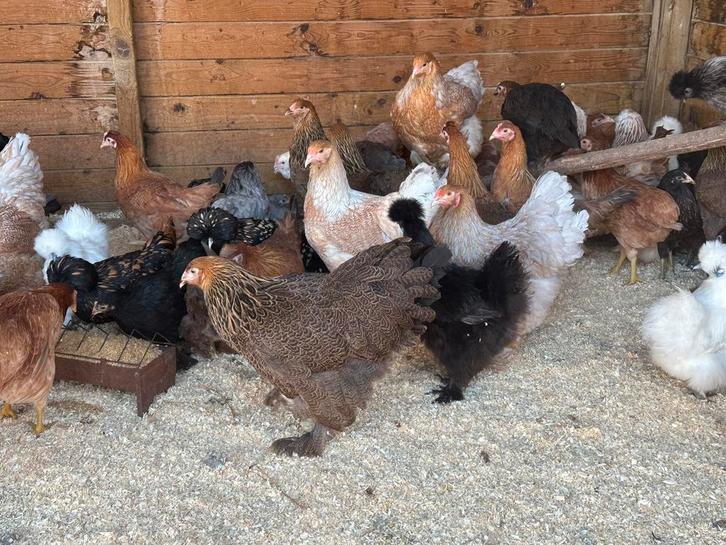 Zeer mooie brahma kippen, Dieren en Toebehoren, Pluimvee