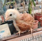 Kuikens van hybride legkippen 4 weken oud, Dieren en Toebehoren, Pluimvee