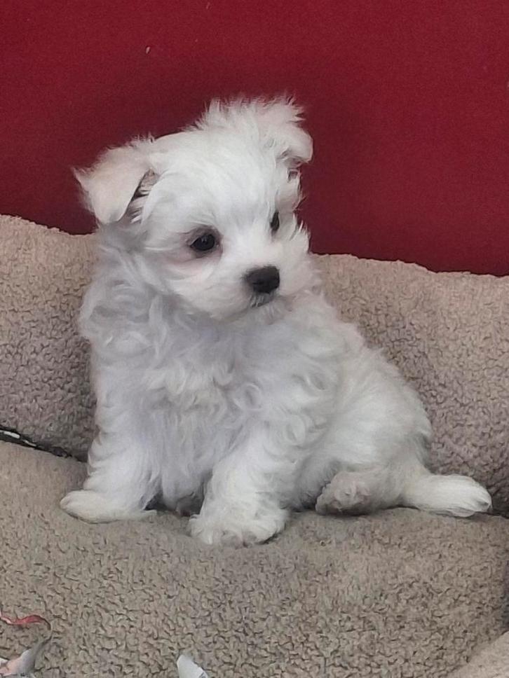 Maltezer pupjes, Dieren en Toebehoren, Honden | Chihuahua's en Gezelschapshonden, Meerdere dieren, Maltezer, Fokker | Hobbymatig