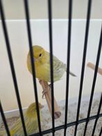 Mooie kanaries, Animaux & Accessoires, Oiseaux | Canaris