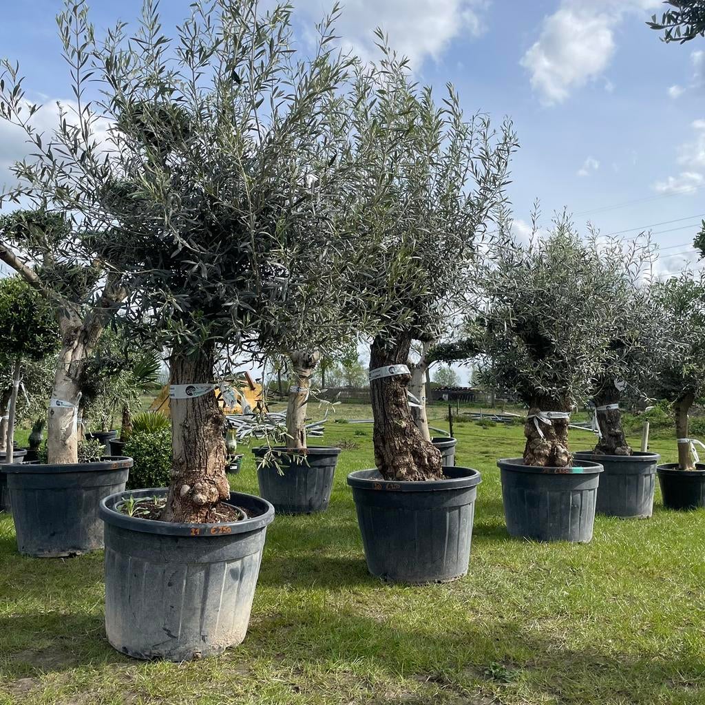 ‼️Olijfbomen met oude stam aan PROMOprijs bij PROMOplant‼️, Tuin en Terras, Ophalen, Olijfboom