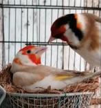 Cpl repro 24 Isab pastelXAgathe brun porteur gorge blanche, Dieren en Toebehoren, Vogels | Overige Vogels, Meerdere dieren, Wildzangvogel