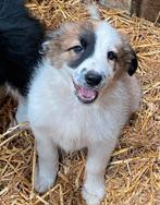 border collie pups, Animaux & Accessoires, Chiens | Bergers & Bouviers, Maladie de Carré (chiens), Colley, Plusieurs, Belgique