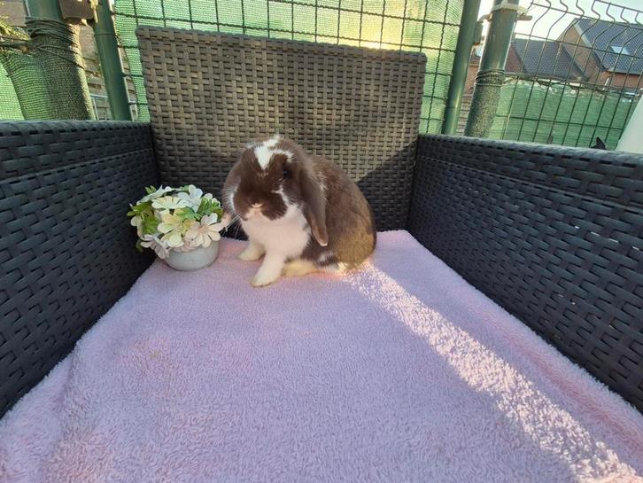 Super lieve mooie Minilop/NHD voedster, Dieren en Toebehoren, Konijnen, Dwerg, Vrouwelijk, 0 tot 2 jaar, Hangoor