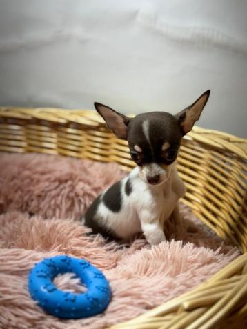 Chihuahua pups beschikbaar voor biedingen