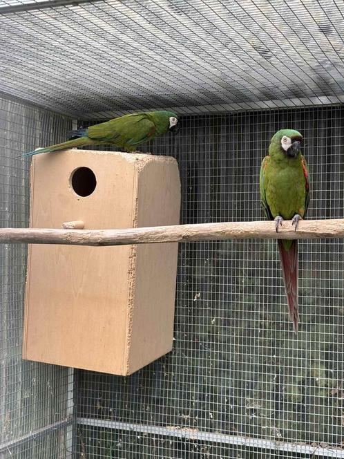 Couple de ara severe, Dieren en Toebehoren, Vogels | Parkieten en Papegaaien