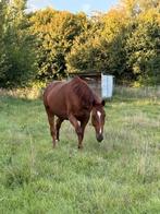 Lieve ruin - wandelpaard/weidemaatje, Ruin, Niet van toepassing, 170 tot 175 cm, Recreatiepaard