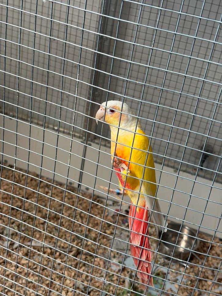 Pyrrhura luteïne- en ionencrème, Dieren en Toebehoren, Vogels | Parkieten en Papegaaien, Papegaai, Vrouwelijk