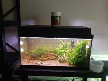 Aquarium + neo caridinas beschikbaar voor biedingen