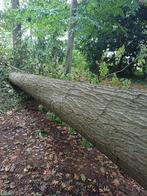 Amerikaanse eiken stam 10 m lang Diameter +- 60 cm, Doe-het-zelf en Bouw, Hout en Planken, Ophalen, Eiken, Overige typen, Nieuw