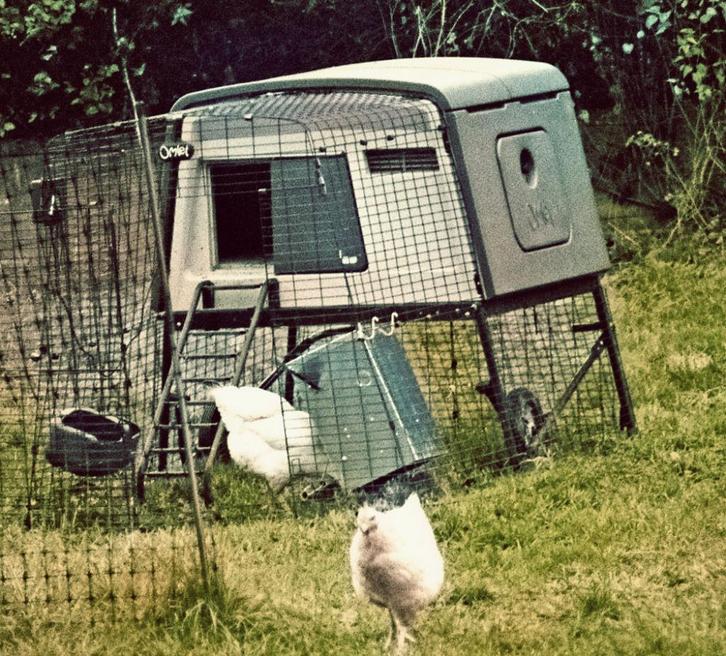 Eglu Cube groot kippenhok, Dieren en Toebehoren, Pluimvee | Toebehoren, Gebruikt, Kippenhok of Kippenren, Ophalen