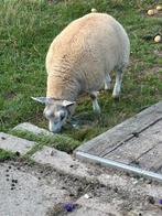 Texelram, Mannelijk, Schaap, 0 tot 2 jaar
