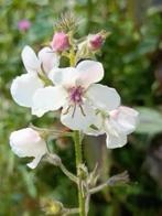 Verbascum blattaria / mottenkruid , 6 potjes, Volle zon, Eenjarig, Zomer, Ophalen