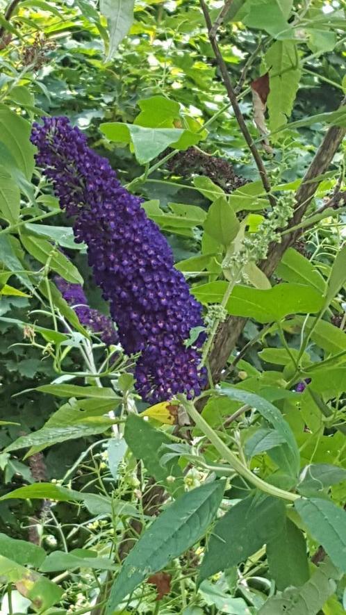 Wil je Vlinders ? Mooie jonge VLINDERSTRUIKEN, rose/paars, Tuin en Terras, Planten | Tuinplanten, Vaste plant, Overige soorten