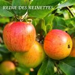 HOOGSTAM APPELBOMEN, oa REINE DES REINETTES, 25€/stuk, Ophalen, Volle zon, Vaste plant, Fruitplanten