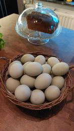 Eendeneitjes eenden ei eieren 0,40€ / stuk, Nieuw, Ophalen