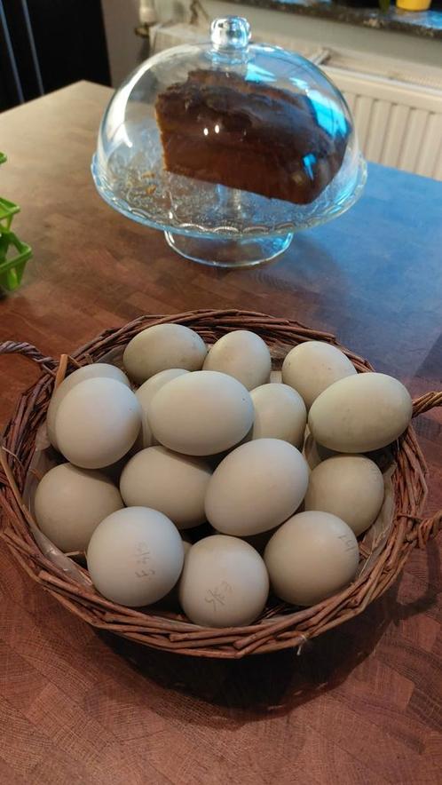 Eendeneitjes eenden ei eieren 0,40€ / stuk, Animaux & Accessoires, Volatiles | Accessoires, Neuf, Enlèvement