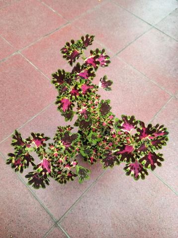 Siernetel kamerplant coleus inky fingers  beschikbaar voor biedingen