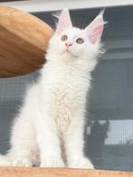 Twee schitterende witte Maine Coon zusjes met stamboom! ️, Dieren en Toebehoren, Kater, Gechipt, 0 tot 2 jaar