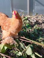 cochin haan, Dieren en Toebehoren, Mannelijk, Kip