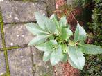 helleborus groot, Tuin en Terras, Ophalen, Vaste plant, Overige soorten, Halfschaduw
