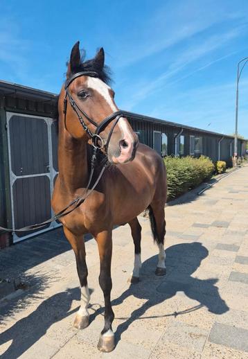 Leuke allrounder te koop  beschikbaar voor biedingen