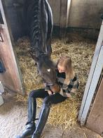 Verzorg(ster) gezocht, Stalling, 1 paard of pony