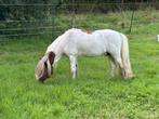 Hengst, NMPRS, BMP, minituurpaard, minipaard, pony, Dieren en Toebehoren, Hengst