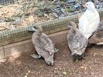 2 Marmertalingen, Dieren en Toebehoren, Pluimvee, Meerdere dieren, Eend