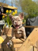 Franse bulldog pups (laatste 2), Dieren en Toebehoren, Honden | Bulldogs, Pinschers en Molossers, België, Fokker | Hobbymatig