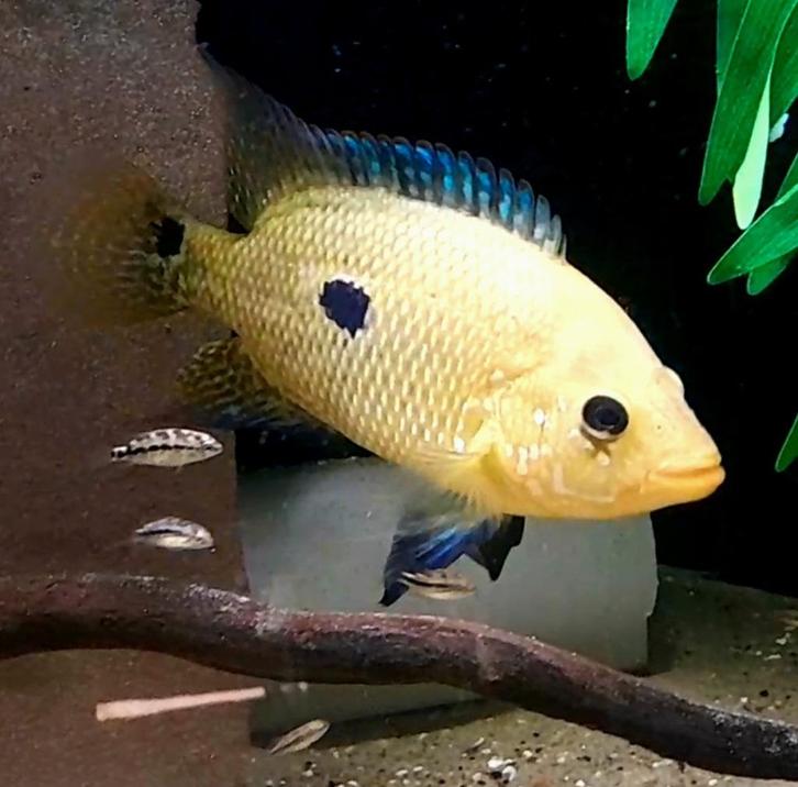 Kronoheros Umbriferus cichliden, Dieren en Toebehoren, Vissen | Aquariumvissen, Zoetwatervis, Vis