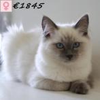 Ragdoll - kittens te koop, Dieren en Toebehoren, Meerdere dieren, Gechipt, 0 tot 2 jaar