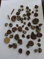 Lot ammonietjes, Verzamelen, Ophalen of Verzenden