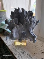 blauw koraal, Verzamelen, Mineralen en Fossielen, Ophalen, Schelp(en)