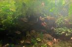 Aquarium planten guppygrass, Dieren en Toebehoren, Vissen | Aquaria en Toebehoren, Ophalen of Verzenden