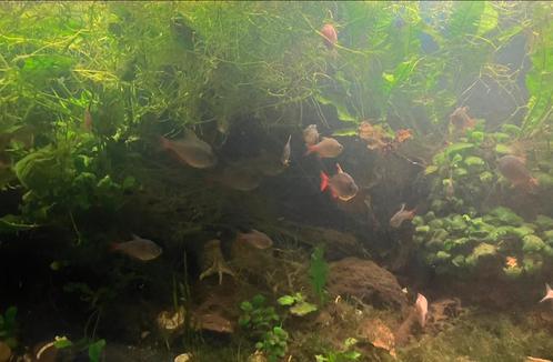 Aquarium planten guppygrass, Dieren en Toebehoren, Vissen | Aquaria en Toebehoren, Ophalen of Verzenden