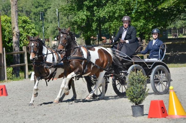 Pony's dubbelspan en onder het zadel te koop, Dieren en Toebehoren, Rijtuigen en Koetsen, Zo goed als nieuw, Pony