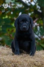 zwarte labrador pups, ouders zijn hier aanwezig, CDV (hondenziekte), Meerdere, 8 tot 15 weken, Meerdere dieren