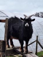 Dwerggeit, Dieren en Toebehoren, Schapen, Geiten en Varkens, Mannelijk, Geit, 0 tot 2 jaar
