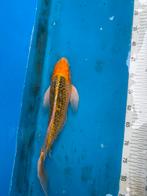 Diverse koi tot 55 cm, Dieren en Toebehoren, Vissen | Vijvervissen, Karper of Koi