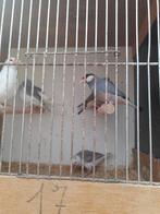 Rijstvogels padda ś, Dieren en Toebehoren, Meerdere dieren