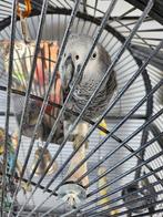 Redtail gris, Animaux & Accessoires, Oiseaux | Perruches & Perroquets, Domestique, Perroquet