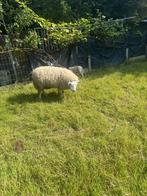 Te koop ooi met lam, Dieren en Toebehoren, Schapen, Geiten en Varkens