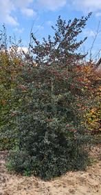 Gratis hulst, Ophalen