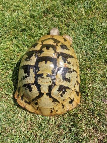 Griekse landschildpad vrouw, Dieren en Toebehoren, Schildpad, 11 jaar of ouder