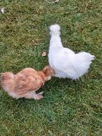 2 Zijdehoen kippen halfwas, Femelle, Poule ou poulet