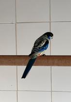 Gevraagd poppen of jonge koppels brown rosella’s, Femelle, Bagué